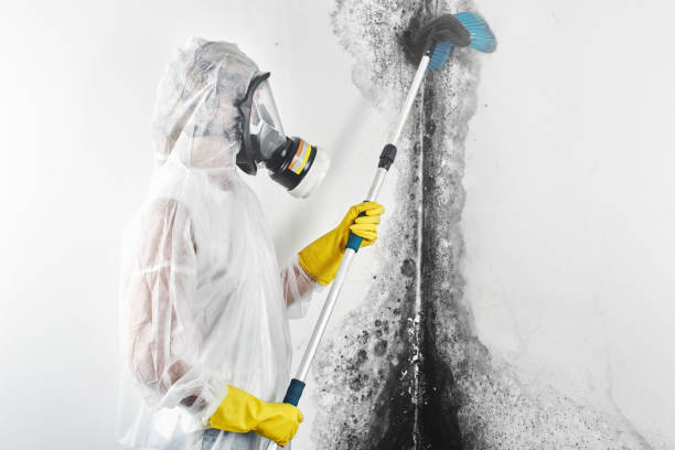 Mold Removal for HVAC Installations in Marlene Village, OR